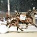 Pacer of the Year gets home from post eight in the snow