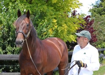 100 Australasian Winners for Downbytheseaside