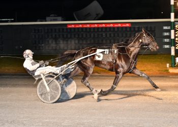 Feature trot dominated by Highland Mowgli