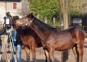 The horse that belongs to a town