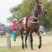 Matty Williamson gets first training quinella 3