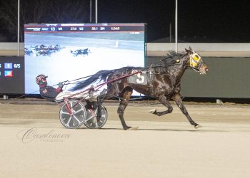 Kat mauls mares in Northfield Open