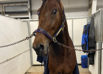 Sizzlen Hot Herbie romps in London return