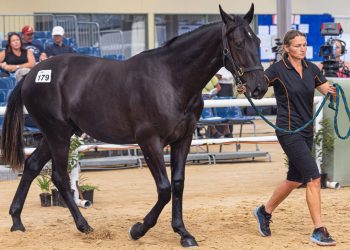 Residual value found in Christchurch Trotting Session