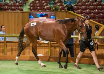 Captaintreacherous stock in hot demand at opening session