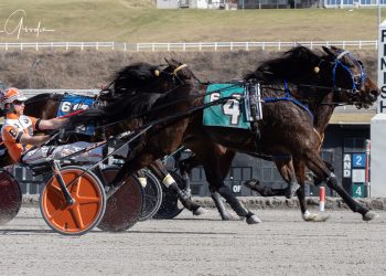 Mare pounces on dueling male rivals