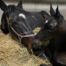 Bulldog Hanover's first foal arrives 2 Bulldog Hanover’s first foal arrives