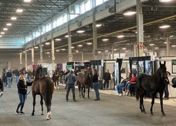 Entries now open for London Classic Yearling Sale