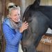 Retired Standardbred turns healing horse