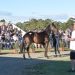 2023 Tasmanian Harness Yearling Sale on this Sunday 2 2023 Tasmanian Harness Yearling Sale on this Sunday