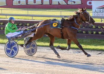 Muscle Mountain a possibility for Yonkers International Trot?