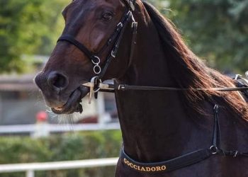 Vivid Wise AS, the best of Europe