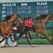 Help Page heads Cal Expo Open Trot 4 Hoosier Park to feature lucrative stakes program