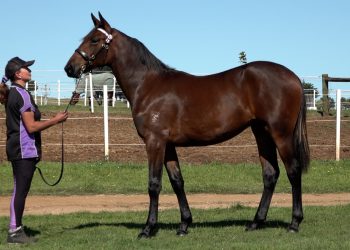 Melbourne sale to showcase first crop sires