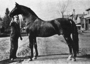 Hooker Berry and the handsomest horse in the world