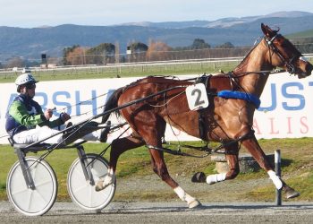 Raupunga Lad on the comeback