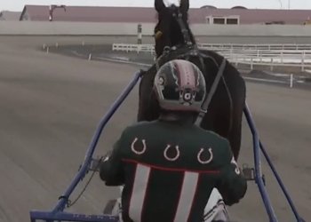 Gray golden at Century Downs