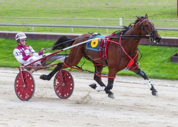 Dalgety blue blood brains them on debut at Addington