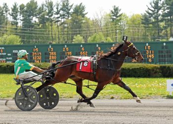 Down the road for Yogi in AHDC Series