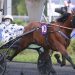 Go On Boy joins Elitloppet invitees 2 Go On Boy joins Elitloppet invitees