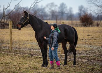 Standardbreds at Equine Affaire in Columbus, OH