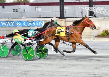 Muscle Dynasty takes Open Trot for 7th score