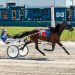 Free Flyin Ticket romps in feature pace