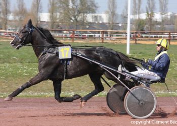 He’s Australian but pedigree is loaded with American bloodlines