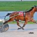 Attitude is everything for Logan Rowe 2 Buckeye Stallion Series dominated by Beautiful Seaside
