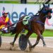 Pacing bred trotter hard to beat in Group One