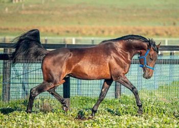 First Volstead winners via siring double at Maryborough