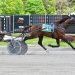 Esa wires the field in Open-Handicap Trot