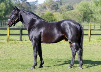 Media Release – Happy 25th Birthday, Bettor’s Delight!