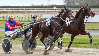 Perseverance pays divvies with winning trotter