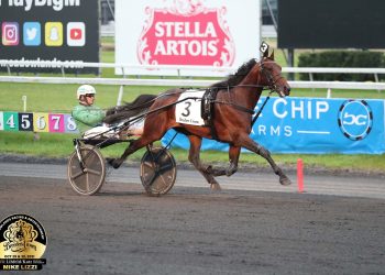 World champion trotter Ecurie D available down under
