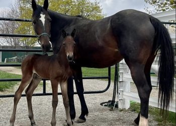 Celebrating equine Moms on Mother’s Day