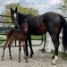 Celebrating equine Moms on Mother’s Day