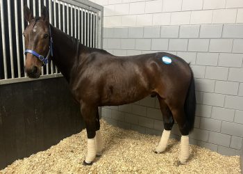 Just Believe’s Elitloppet trip reaches Amsterdam