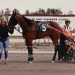 Fate brings energetic young trainer into harness racing 3 Fate brings energetic young trainer into harness racing