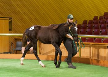 Fillies well supported at 2023 National Weanling Sale
