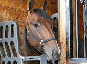 Venerate ready to go for new trainer