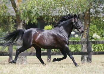 Siring greats feature in Weanling Catalogue