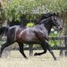 Siring greats feature in Weanling Catalogue 3 Siring greats feature in Weanling Catalogue