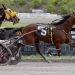 Mare hangs tough in sloppy track feature 1 Mare hangs tough in sloppy track feature