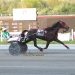 Plainridge Monday card headlined by trots