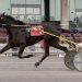 Gingras sweeps $140,000 PA Sire Stakes
