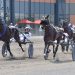 Aladdin upsets The Light Speed in Quebec-Bred Series
