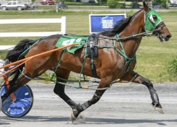 Grand slam for trainer Neal Grass at Bangor
