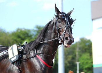 Horace du Goutier wins GNT Leg 7 at Longon-Libourne