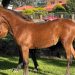 Weanlings to sparkle at Winter Woolies sale
